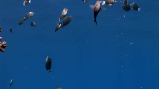 Fische in Korallen auf sauberem blauem Hintergrund unter Wasser rotes Meer. — Stockvideo