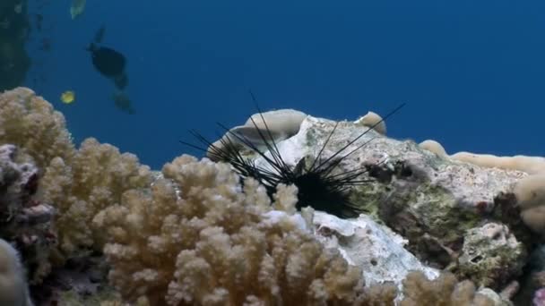 Los peces comen erizo de mar negro muerto Echinothrix diadema bajo el agua . — Vídeos de Stock