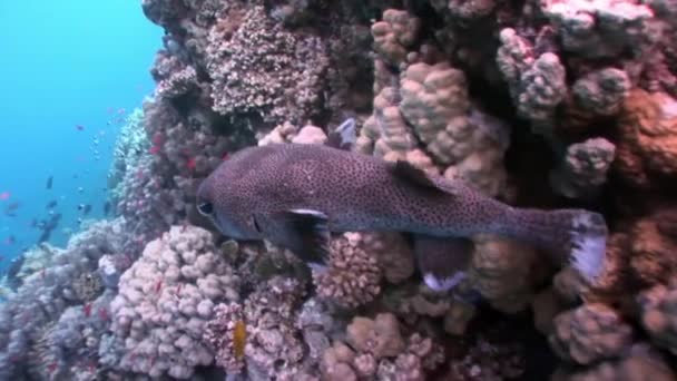Close-up Diodon hystrix fish hedgehog Porcupinefish underwater Red sea. — Stock Video