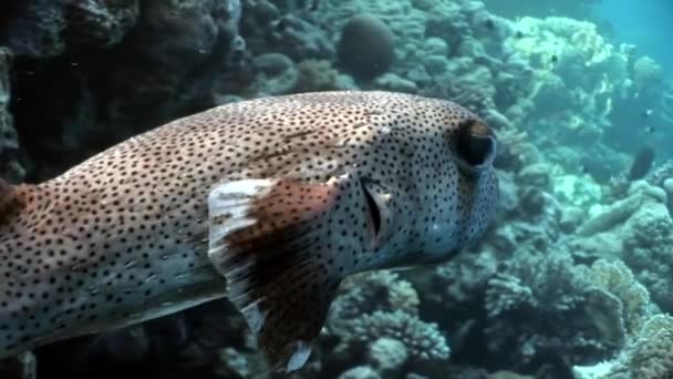 Detail Diodon dikobraz ryby Ježek Porcupinefish pod vodou Rudého moře. — Stock video