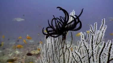 Deniz lily Crinoidea sınıf derisidikenliler sualtı Maldivler deniz yatağı üzerinde siyah.
