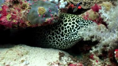 Benekli Müren balığı su altında Maldivler mercan resif deniz yatağı üzerinde.