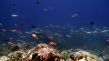 Maldivler muhteşem deniz dibinin arka plan üzerinde su altında balık sürüsü.