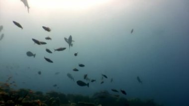 Güneş yansıma n Maldivler arka plan üzerinde su altında balık sürüsü.