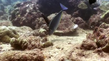 Maldivler muhteşem deniz dibinin arka plan üzerinde sualtı sakinleri.