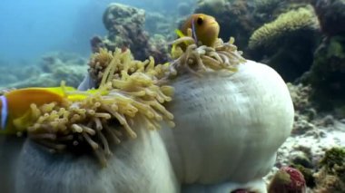 Anemon actinia ve parlak turuncu palyaço balık Maldivler sualtı deniz yatağı üzerinde.