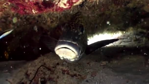 Peixes manchados de amarelo debaixo d 'água no fundo do fundo do recife de coral em Maldivas . — Vídeo de Stock