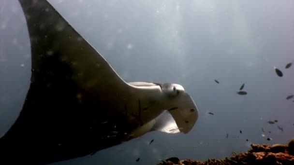 Giant Manta ray ramp fisk på bakgrund av solen speglar undervattens Maldiverna. — Stockvideo