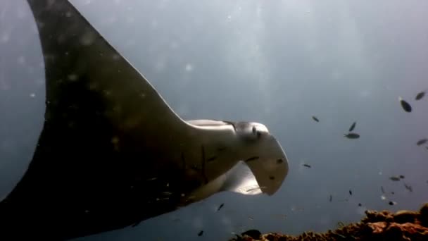 Obří Manta ray rampa ryby na pozadí slunce reflexe podvodní Maledivy. — Stock video