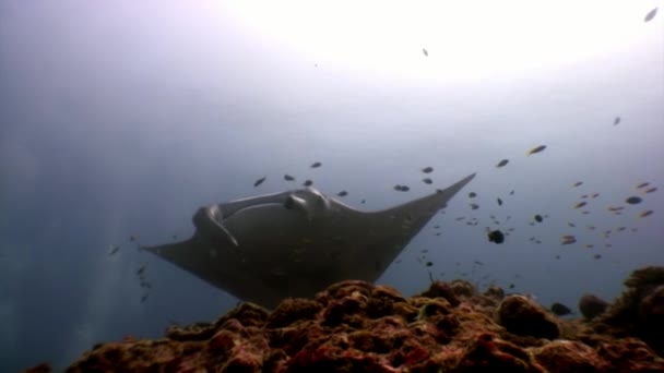 Peces gigantes de la rampa de Manta ray sobre fondo de reflexión solar bajo el agua Maldivas . — Vídeos de Stock