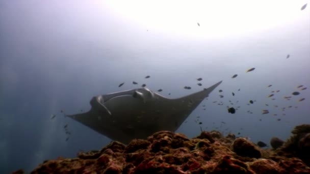 Peces gigantes de la rampa de Manta ray sobre fondo de reflexión solar bajo el agua Maldivas . — Vídeo de stock