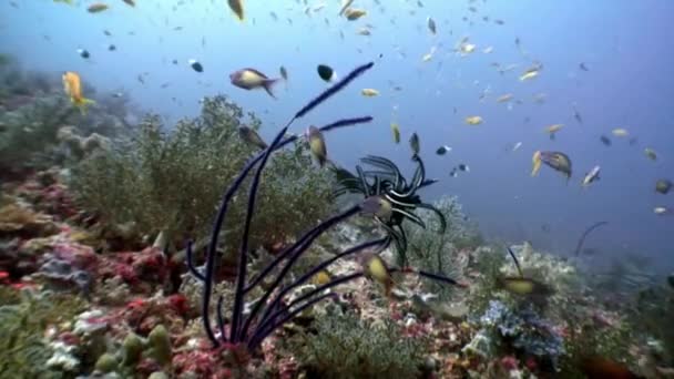 Fischschwärme unter Wasser vor dem Hintergrund von Sonnenreflexion und Korallen auf den Malediven. — Stockvideo