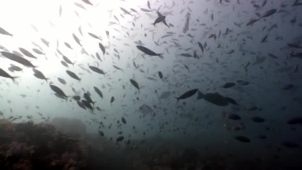 Escuela de peces bajo el agua sobre fondo de reflexión solar en Maldivas . — Vídeo de stock