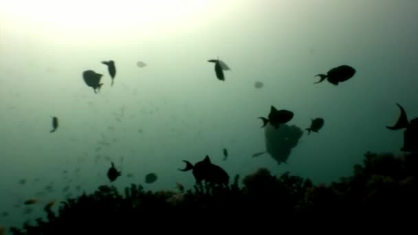 Napoleón pez wrasse bajo el agua en el fondo del mar . — Vídeo de stock