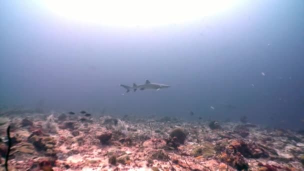 Squalo della barriera corallina sott'acqua sullo sfondo del sole riflesso nei fondali marini Maldive . — Video Stock