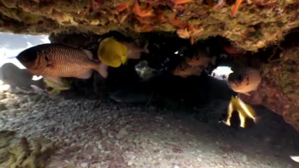 Skola av grouper fisk sea bass stora ögon under vattnet på jakt efter mat Maldiverna. — Stockvideo