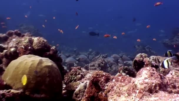 Escuela de peces bajo el agua en el fondo de los fondos marinos increíbles en Maldivas . — Vídeos de Stock