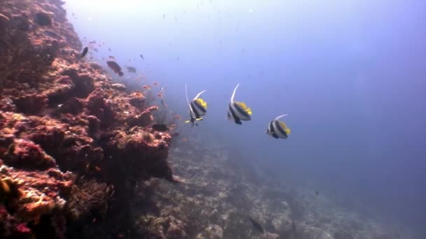 Escuela de peces mariposa bajo el agua en el fondo de los fondos marinos increíbles en Maldivas . — Vídeo de stock