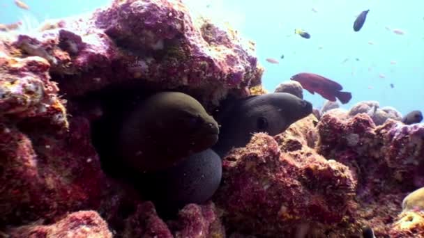 Deux anguilles Moray sous-marines sur les fonds coralliens des Maldives . — Video