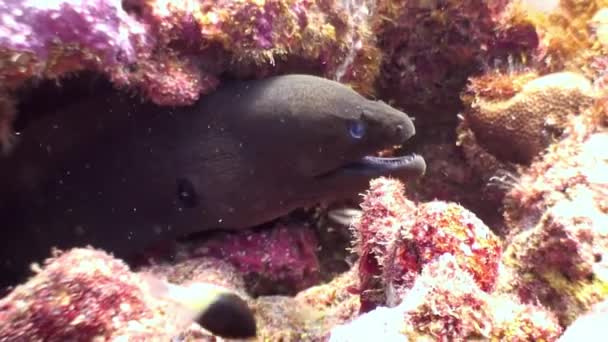 Moray anguila bajo el agua en los fondos marinos de los arrecifes de coral en Maldivas . — Vídeos de Stock