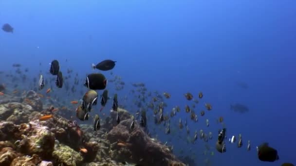 Schmetterlingsschwärme unter Wasser vor dem Hintergrund des erstaunlichen Meeresbodens auf den Malediven. — Stockvideo