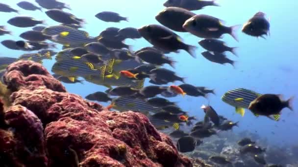 Skolan av randig fisk och lucian under vattnet på havsbotten i Maldiverna. — Stockvideo