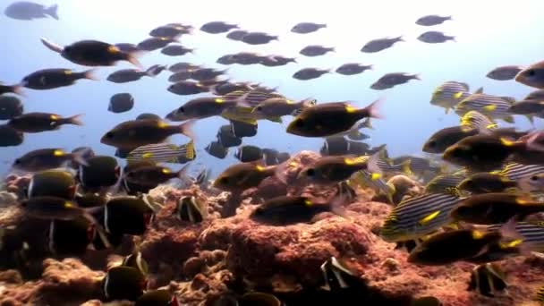 Scuola di pesce a strisce e fondale marino lucido alle Maldive . — Video Stock