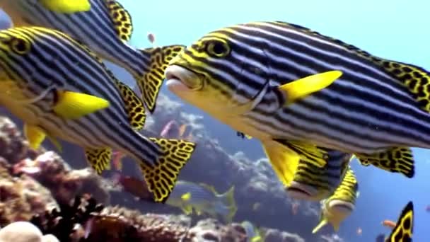 School of striped fish grumbler grouse underwater on seabed in Maldives. — Stock Video