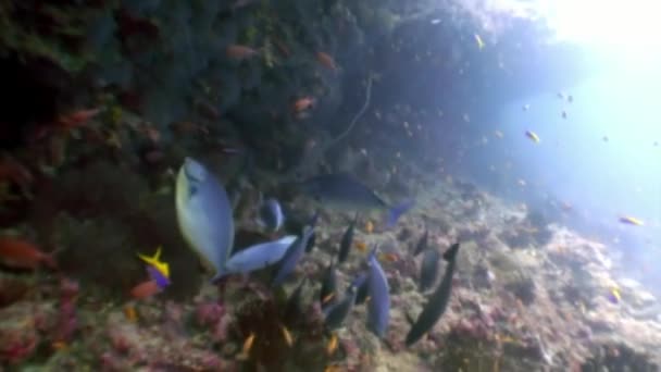 School of fish underwater on background of amazing coral seabed in Maldives. — Stock Video