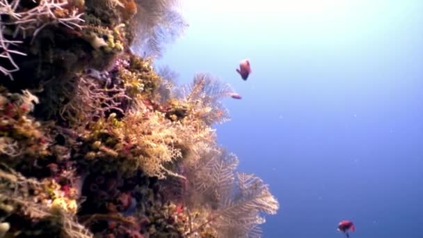 Reflejo de la vista del sol bajo el agua increíble fondo en Maldivas . — Vídeo de stock