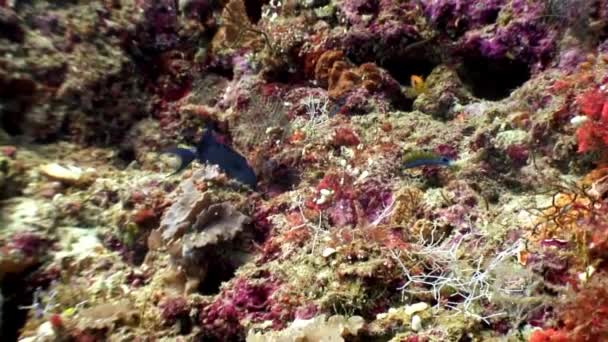 Habitantes bajo el agua en el fondo de increíbles fondos marinos en Maldivas . — Vídeo de stock