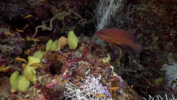 Onderwater bewoners op achtergrond van verbazingwekkende zeebodem in Maldiven. — Stockvideo