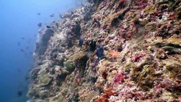 Escuela de peces bajo el agua relajarse fondo en Maldivas . — Vídeo de stock