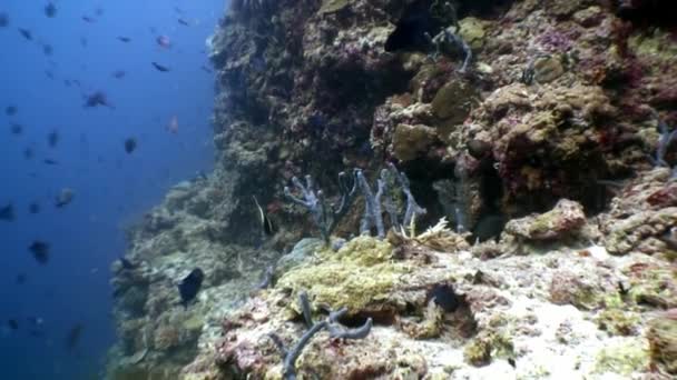 Poisson scolaire sous-marin fond de détente aux Maldives . — Video