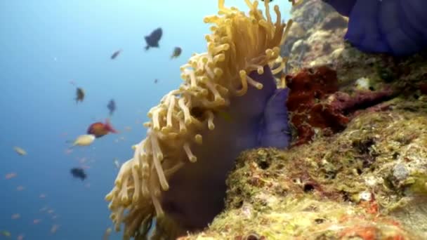 Actinia d'anémone et poisson clown orange vif sur les fonds marins sous-marins des Maldives . — Video