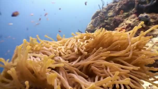 Anémona actinia y pez payaso naranja brillante en el fondo marino bajo el agua de Maldivas . — Vídeo de stock