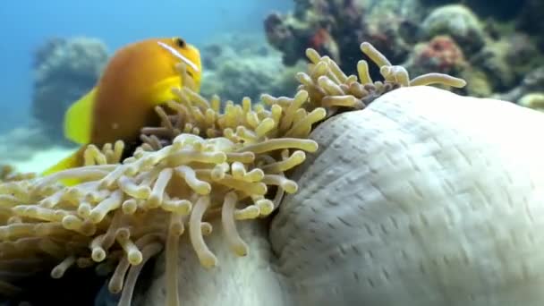 Anemone actinia und leuchtend orangefarbene Clownfische auf dem Meeresboden der Malediven. — Stockvideo