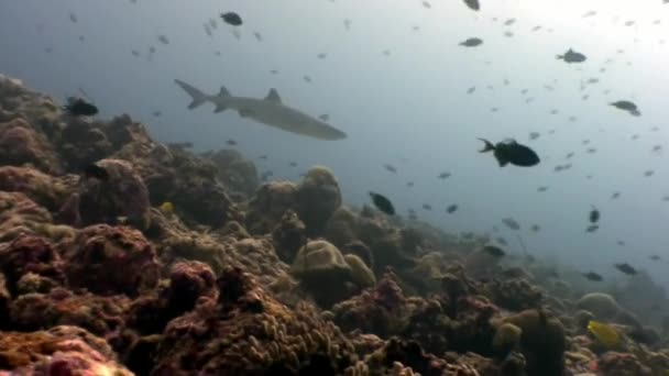 Żarłacz pod wodą na tle niesamowite coral w Malediwy dna morskiego. — Wideo stockowe