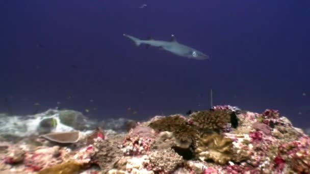 Rifhaai onderwater op achtergrond van verbazingwekkende koraal in de zeebodem Maldiven. — Stockvideo