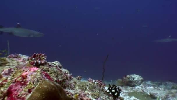 Requin de récif sous-marin sur fond de corail étonnant dans les fonds marins Maldives . — Video