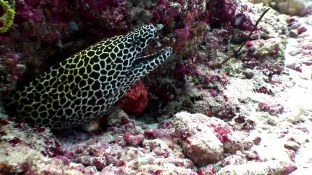 Leopardo manchado Moray anguila en busca de alimentos bajo el agua en el fondo del mar en Maldivas . — Vídeo de stock