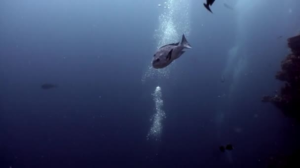 School fish underwater relax background in Maldives. — Stock Video
