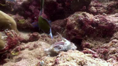 İstavrit scad Maldivler yiyecek bulmak su altında balık yiyor.