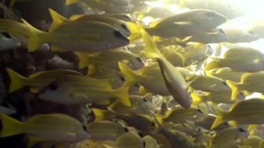 Maldivler 'de deniz yatağının arka planında çizgili sarı balık sürüsü.