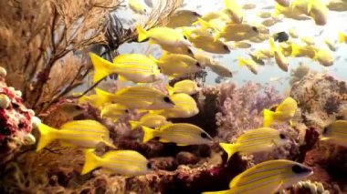 Maldivler 'de deniz yatağının arka planında çizgili sarı balık sürüsü.