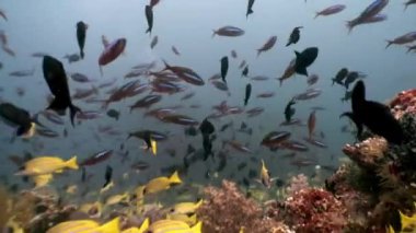 Maldivler 'de deniz yatağının arka planında çizgili sarı balık sürüsü.