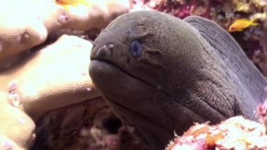 Siyah Müren balığı Maldivler deniz yatağı üzerinde gıda sualtı arama.