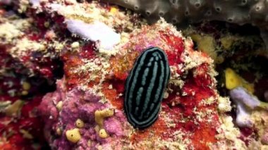 Omurgasızını slug verrucosa sualtı deniz yatağı üzerinde.