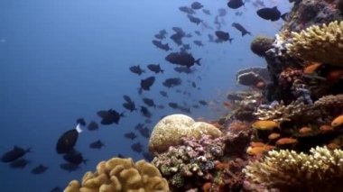 Maldivler 'deki deniz ve okyanus akvaryumunda balık sürüsü.