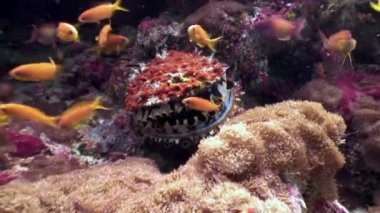 Tridacne kabuklu yumuşakçalar sualtı Maldivler deniz dibinin şaşırtıcı arka plan üzerinde.